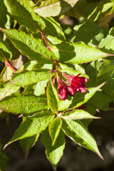 Weigela florida