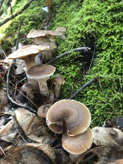 Armillaria gallica