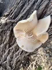 Ganoderma polychromum