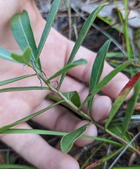 Stillingia sylvatica