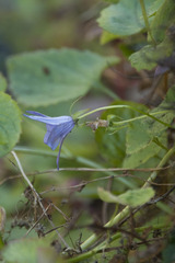 Campanula poscharskyana