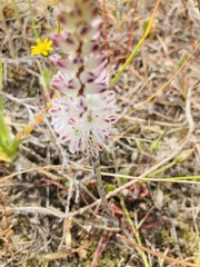 Lachenalia contaminata