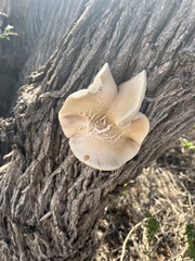 Ganoderma polychromum