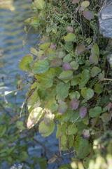 Campanula poscharskyana