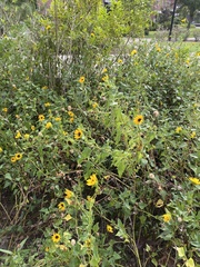 Helianthus debilis