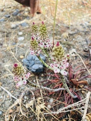 Lachenalia contaminata