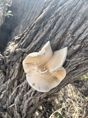 Ganoderma polychromum