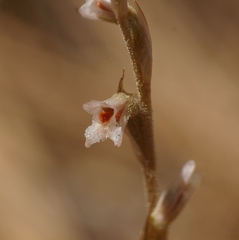 Schiedeella arizonica