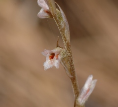 Schiedeella arizonica