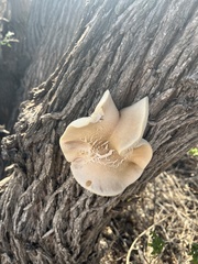 Ganoderma polychromum