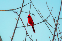Cardinalis cardinalis igneus