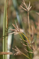 Cyperus longus longus