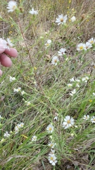 Symphyotrichum pilosum