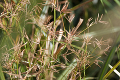 Cyperus longus longus