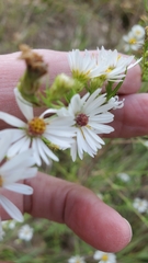 Symphyotrichum pilosum