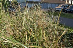 Cyperus longus longus