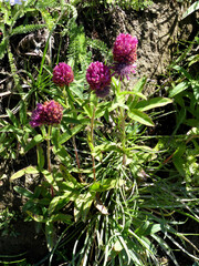 Trifolium rubens