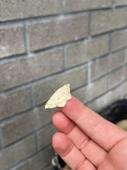 Psamatodes abydata