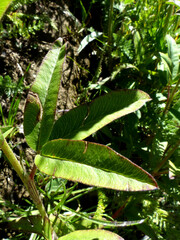 Trifolium rubens