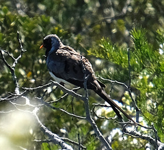 Oena capensis capensis