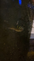 Dichotomyctere ocellatus