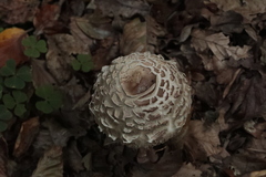 Chlorophyllum olivieri