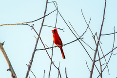 Cardinalis cardinalis igneus