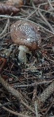 Amanita pantherina