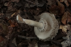 Chlorophyllum olivieri