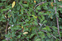Cotoneaster salicifolius