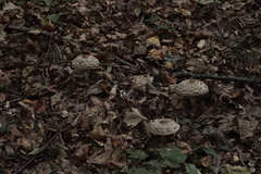 Chlorophyllum olivieri