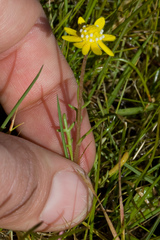 Blennosperma nanum