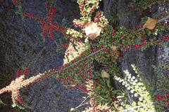 Cotoneaster horizontalis