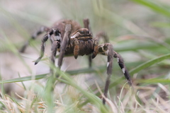 Lycosa tarantula