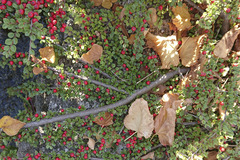 Cotoneaster horizontalis