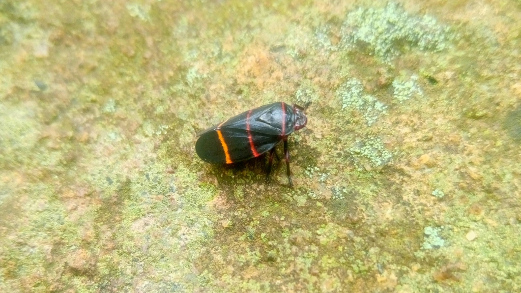 Prosapia inferens