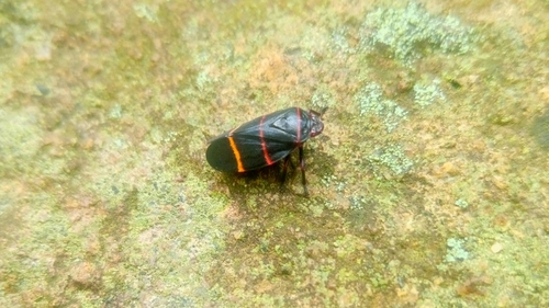 Prosapia inferens