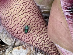 Chrysomya rufifacies