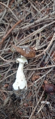 Amanita pantherina