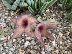 Chrysomya rufifacies