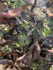 Riccia huebeneriana