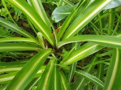 Chlorophytum comosum