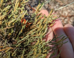 Selaginella arenicola
