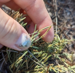 Selaginella arenicola
