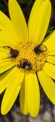 Euryops abrotanifolius