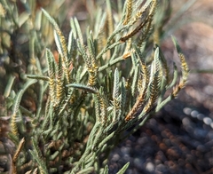 Selaginella arenicola