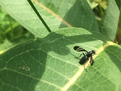 Tritoxa flexa