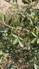 Ulmus parvifolia