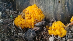 Dacrymyces chrysospermus