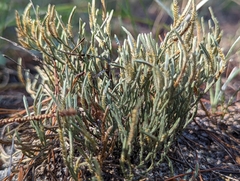 Selaginella arenicola